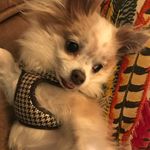 Taz, Biggie, & Ted Keller - @thekellerzoo - Instagram