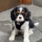 Ted The King 👑🐾 - @ted.kingcharles - Instagram