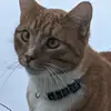 tedknight - @judgesmailsballs - TikTok