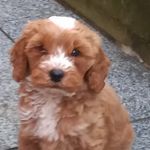Mel Leahy - @teddy_leahy_123 - Instagram