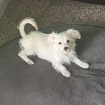 Teddy Zelaya Lopez Lemus - @_.teddy.the.maltipoo._ - Instagram
