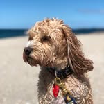 Teddy the Cavoodle - @teddythecavoodlenz - Instagram