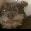 ✨TED✨ - @teddy_dog.serelepe - TikTok