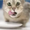 Ted_Li - @Ted_Li - TikTok