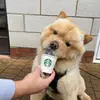 ted linf 🐻 - @tedlinfthechow - TikTok