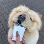 Ted Linf The Chow 🐾 - @tedlinf - Instagram