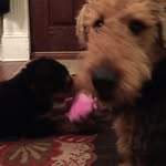 @libbyandteddie - Instagram
