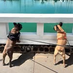 TED & LILLY | THE FRENCHIES - @ted.and.lilly - Instagram
