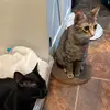 Ted and Lilly - @ted_and_lilly - TikTok