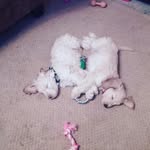 Ted and Lilly - @ted_and_lilly - Instagram