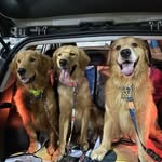Ted, Lilly and Sol - @maravigoldens - Instagram