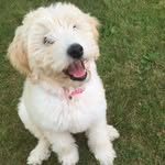 Teddy And Lilly - @lilly_ted - Instagram