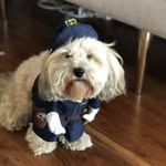 Teddy, Lilly, JJ & Frodo - @happydogwalktales - Instagram