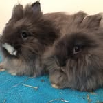 Ted&Lilly🐰🎀 - @tedlillybunnies - Instagram