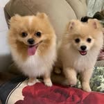 Ted e Lis + 🐶 - @ted.lis.spitz - Instagram