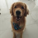 Ted Golden🐶🐾 - @tedlisboagolden - Instagram