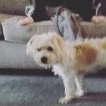 Ted_Locke_Gorman - @ted_the_cavachon_2 - Instagram
