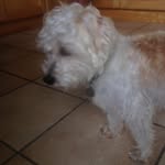 Ted Locke Gorman - @ted_gorman_cavashon - Instagram