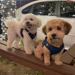 los chicos - @looneyandteddy - Instagram