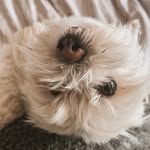 luna & teddy - @looneytunesandteddy - Instagram