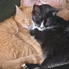 tedandclooney - @tedandclooney - TikTok