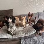 Dory,Roxy,Ted,Bonnie,Hugo,Kizzy,Cindy,Winnie,Pumpkin,Beau,Lottie - @the_11dogs - Instagram