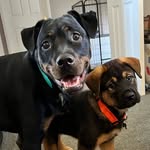 Lottie & Ted, almost rotties 🐾 - @lottieandted_almost_rotties - Instagram