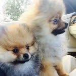 Ted & Lottie - @ted_and_lottie - Instagram