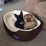 Lou, Ted & Cooper - @louis_ted_and_cooper - Instagram