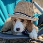 tedlouis - @tedlouis_thecockapoo - Instagram