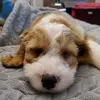 tedlouis_thecockapoo - @tedlouis_thecocka - TikTok
