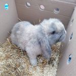 Amanda Lowrie - @marble_and_ted - Instagram