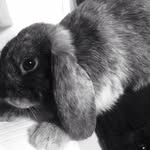 Ted Lucas 🐰 - @ted.rabbit - Instagram