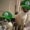 Ted & Luke 😻 - @ted.luke - TikTok
