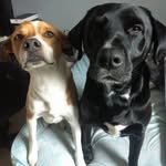 Ted e Luke - @ted.luke.dogs - Instagram