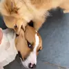 Ted e Luke 🐶🐾 - @tedeluke1 - TikTok