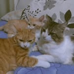 T.M.L.T.M😸❤️ - @mel_ted_e_luke_tom_marrie - Instagram
