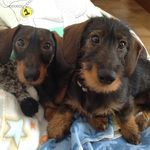 Nina 🇱🇮aus Liechtenstein ♥️Nanny von Lumpi und Teddy 🧸 - @nina.lumpi_und_teddy - Instagram