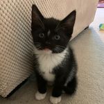 Ted Lumi Betsy Rocco & Marvin - @ted_lumi_and_the_kit_kats_ - Instagram