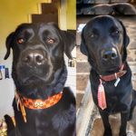 Luna & Ted ❤️🐾 - @lunaeteddogs - Instagram