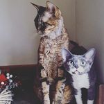 Ted - @ted_luna_devon_rex - Instagram