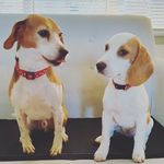 The Adventures Of Ted & Luna - @teds_adventures_17 - Instagram