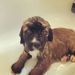 Teddy Luther Bear! - @teddylutherbear - Instagram