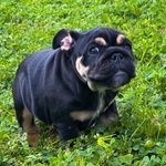Theodore Luther - @teddyluther_bulldog - Instagram