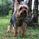 Ted 🐾 - @ted_lyon2 - Instagram