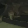 tedmacdougal871 - @tedmacdougal871 - TikTok