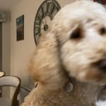 Ted magee - @tedth.ebestdog - Instagram