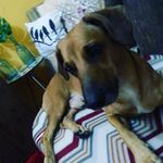ted_major - @tedpracimamajordog - Instagram