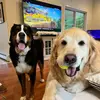 teddyandmajor - @teddyandmajor - TikTok