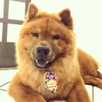 Oi humano, meu nome é Ted 🐻 - @tedmalandro - Instagram